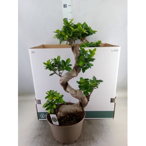 Ficus microcarpa 'Ginseng'
