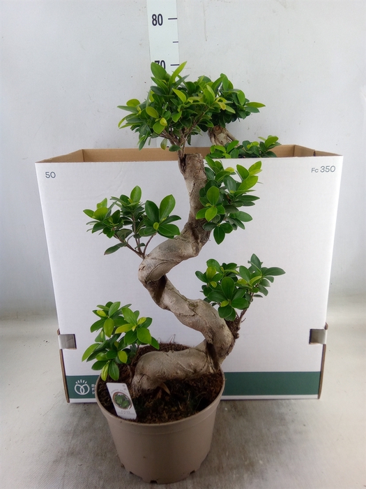 <h4>Ficus microcarpa 'Ginseng'</h4>