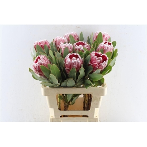 PROTEA LADY DI