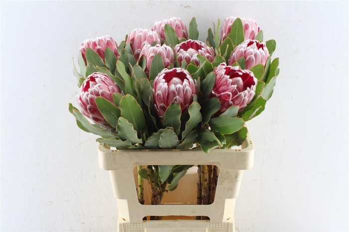 <h4>PROTEA LADY DI</h4>