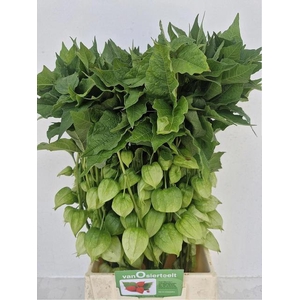 PHYSALIS LAMPION TAK