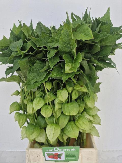 <h4>PHYSALIS LAMPION TAK</h4>