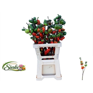 Solanum Tomaat Tak