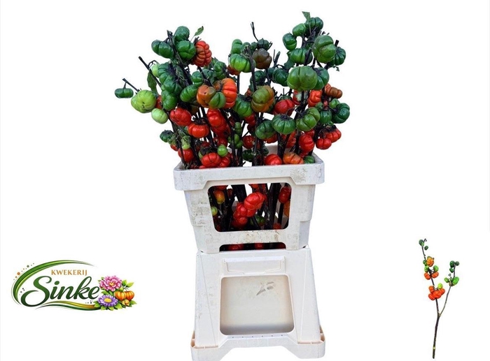 <h4>Solanum Tomaat Tak</h4>