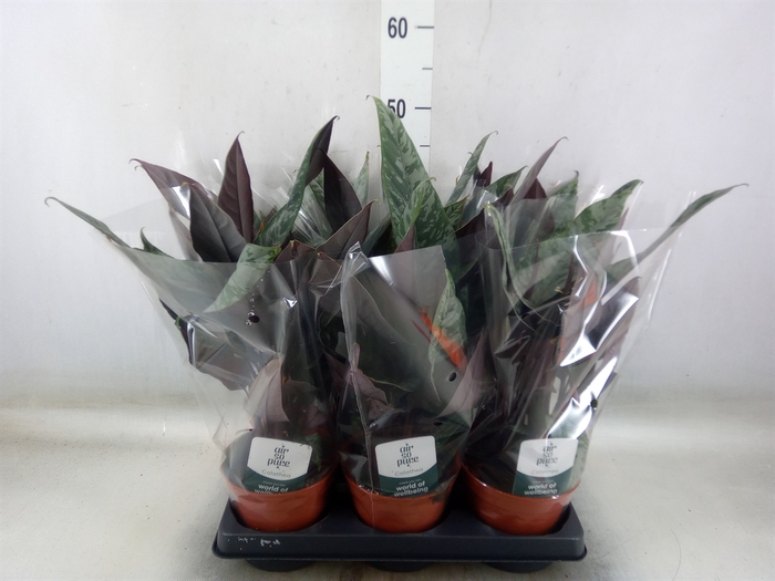 <h4>Apoballis acuminatissima</h4>