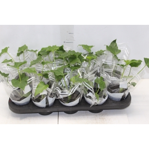 PHILODENDRON BIRKIN P15