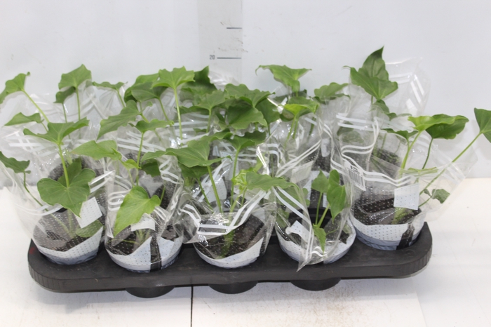 <h4>PHILODENDRON BIRKIN P15</h4>