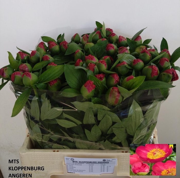 <h4>PAEO HH FLAME</h4>