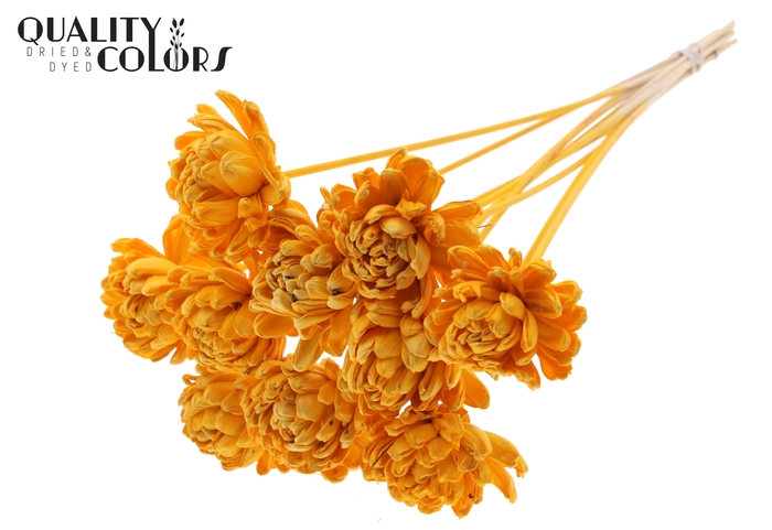 Shola New Beauty Rose Ø8cm on stem Apricot