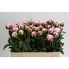 Paeonia Sarah Bernhardt