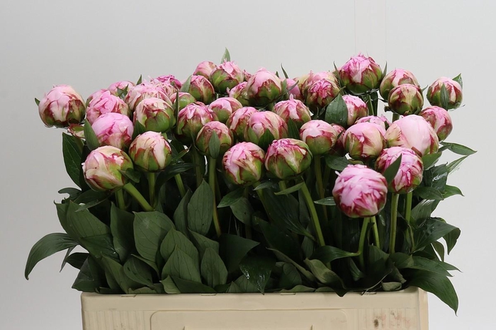 Paeonia Sarah Bernhardt XXL
