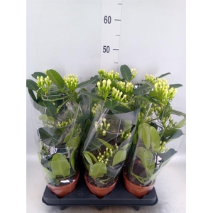 Stephanotis floribunda ...