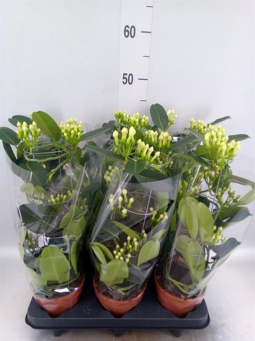 <h4>Stephanotis floribunda   ...</h4>