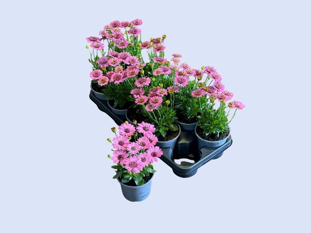 <h4>OSTEO FP DO PINK</h4>