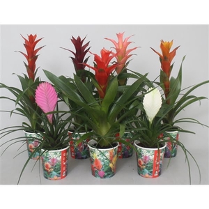 Bromelia gemengd in smartcup.