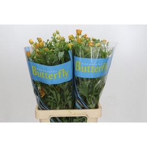 Ranunculus Butterfly Charis