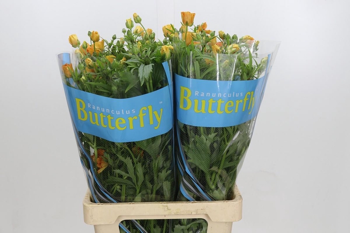 <h4>Ranunculus Butterfly Charis</h4>