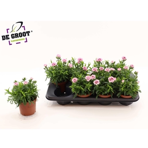 DIAN OSC PURPLE STAR