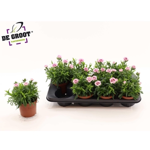 !! PROMO !! DIAN OSC PURPLE STAR P12