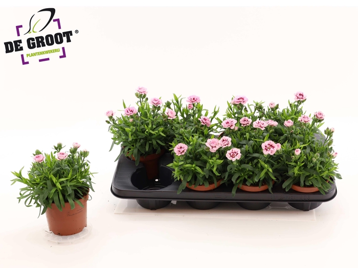 <h4>!! PROMO !! DIAN OSC PURPLE STAR P12</h4>