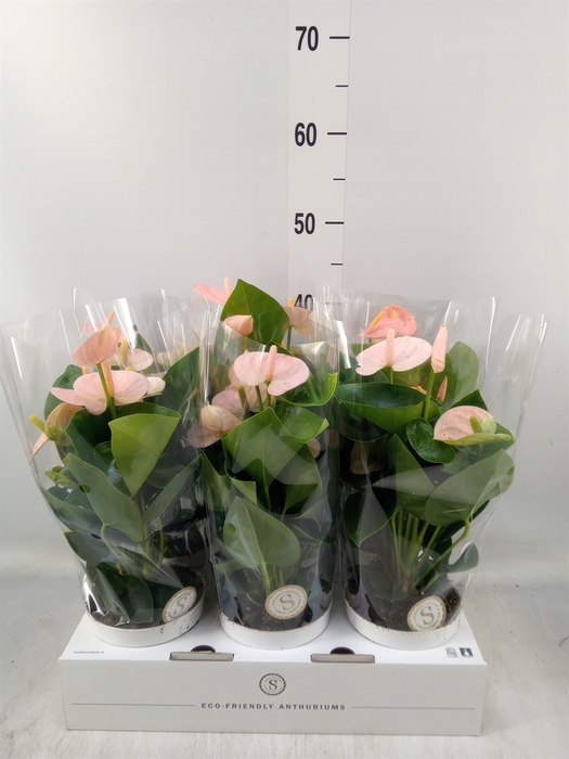 <h4>Anthurium andr. 'Spirit'</h4>