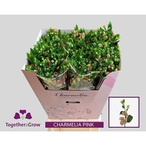 Alstroemeria fl charmelia pink
