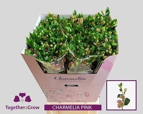 <h4>Alstroemeria fl charmelia pink</h4>