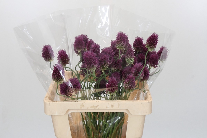 <h4>Allium Dancing Tancho</h4>