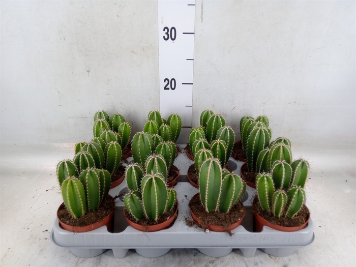 <h4>Cereus   ...</h4>