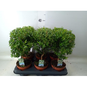 Myrtus communis