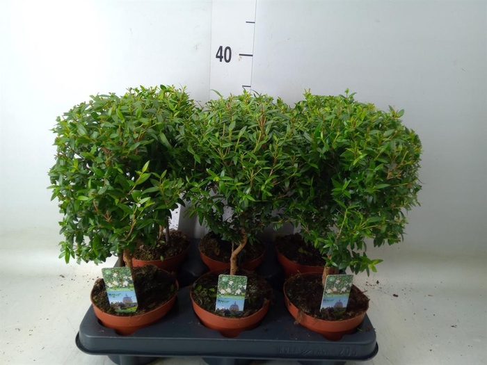 <h4>Myrtus communis</h4>