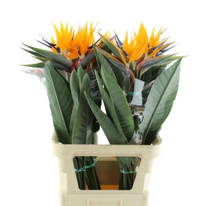 Strelitzia Reginae Flower