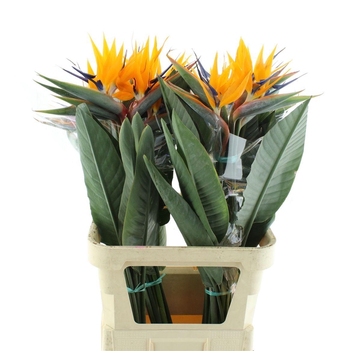 <h4>Strelitzia Reginae Flower</h4>