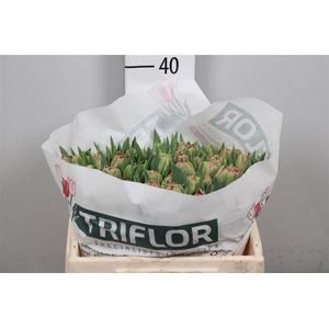 Tu Du Quin Trustfull