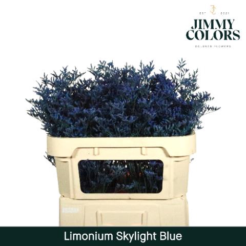<h4>Limonium Skylight L70 Blue</h4>