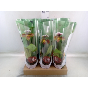 Paphiopedilum american hybride mix