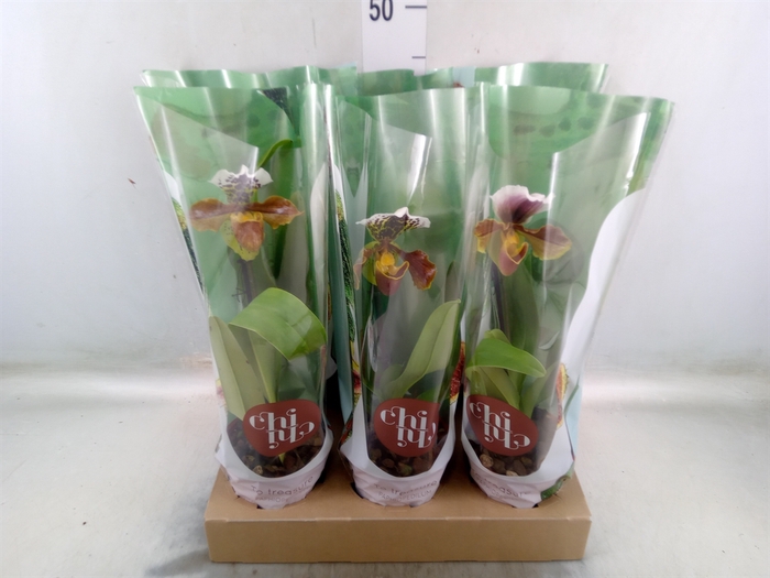 <h4>Paphiopedilum american hybride mix</h4>