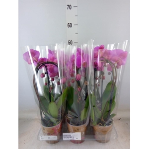 Phalaenopsis  'Elegant Cascade'