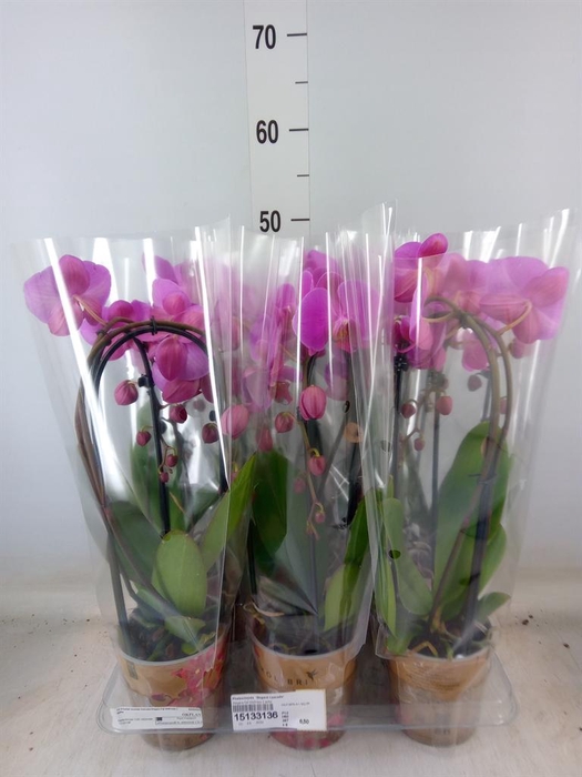 <h4>Phalaenopsis  'Elegant Cascade'</h4>