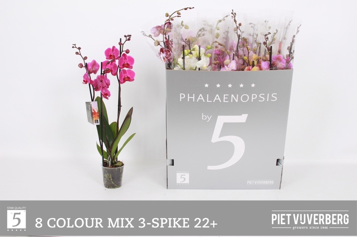 <h4>PHAL GEM 8 KL</h4>