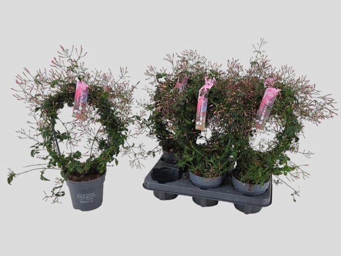 <h4>JASM POLYANTHUM RZ</h4>