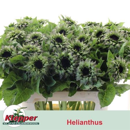 <h4>Helianthus Sunfeel Green</h4>
