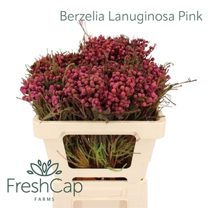 Berzelia Lanuginosa Pink