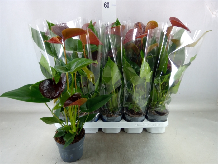 <h4>Anthurium  'Black Love'</h4>