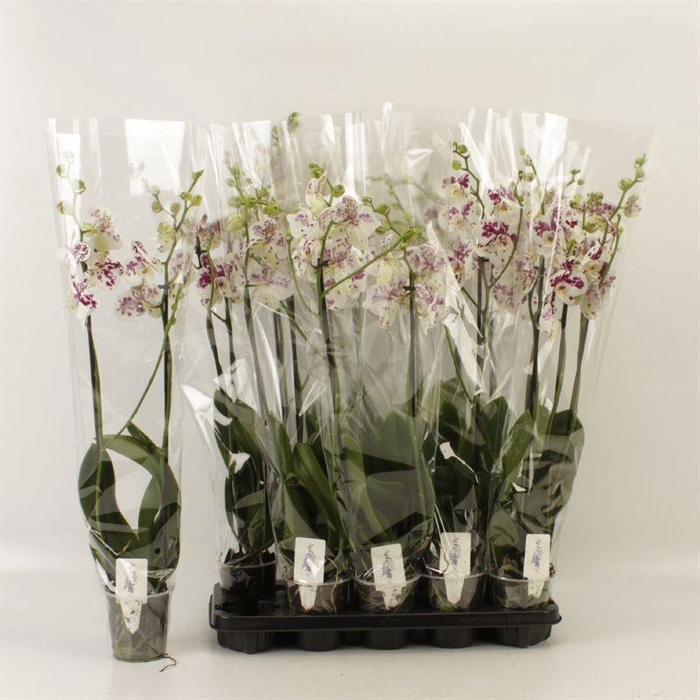 <h4>PHAL AN MARRAKESH</h4>