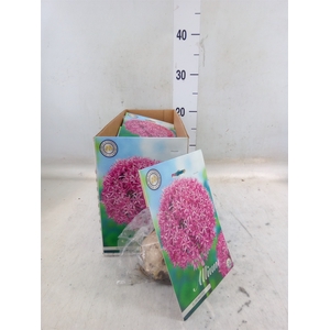 Allium   ...flowerbulbs