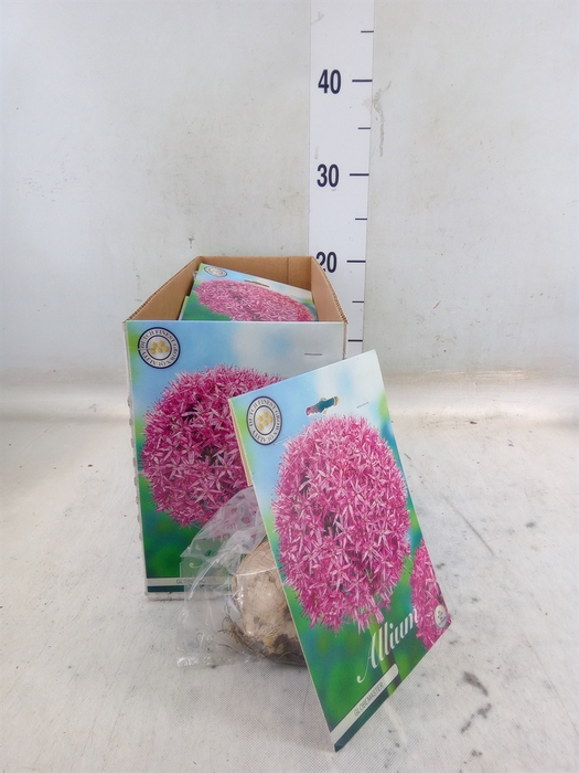 <h4>Allium   ...flowerbulbs</h4>