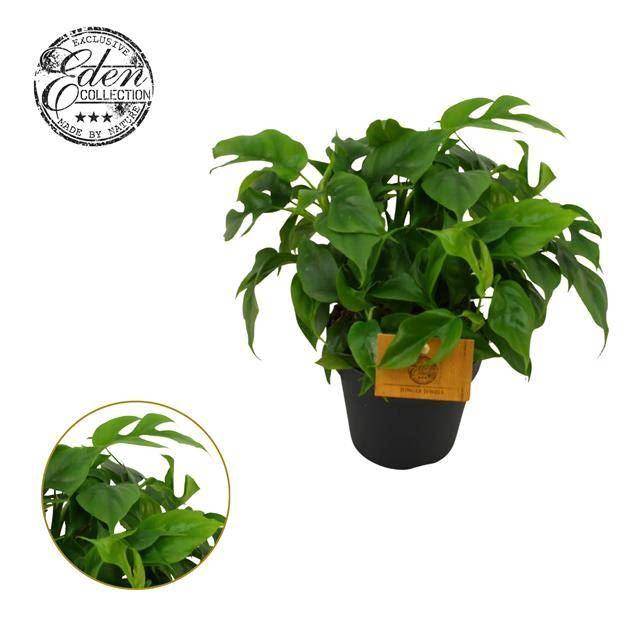 <h4>MONSTERA DEL PICCOLO</h4>