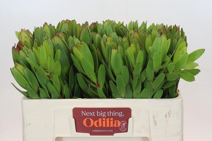 <h4>Leucadendron Goldstrike</h4>