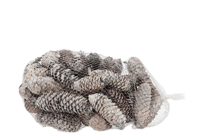 Nature Spruce Pinecone White P/1kg